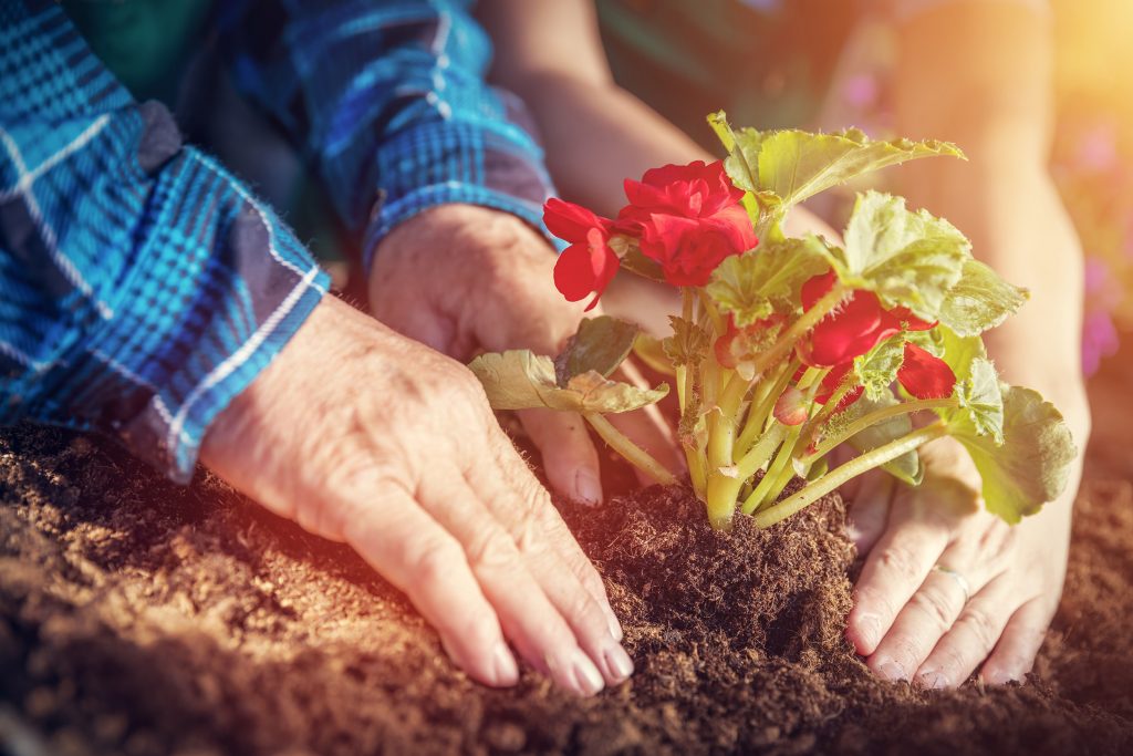 Gardeners planting flowers in garden soil. Hands close-up
